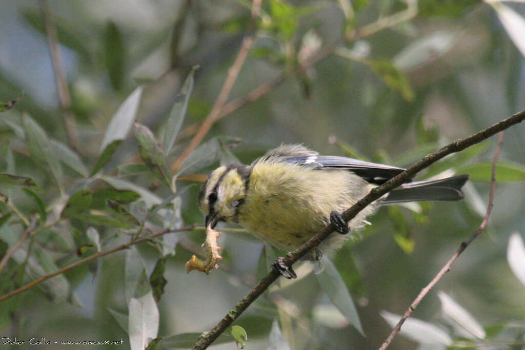 Mésange bleuejuvénile, régime, mange