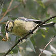 Mésange bleue