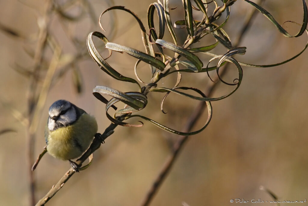 Mésange bleueadulte