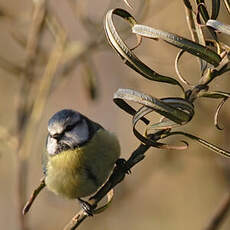 Eurasian Blue Tit