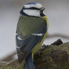 Eurasian Blue Tit