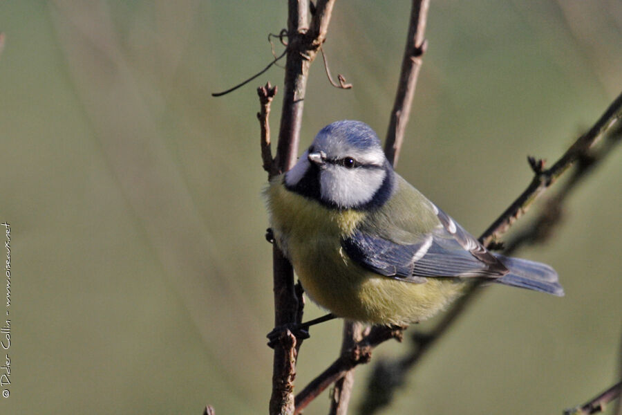 Mésange bleueadulte