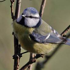 Eurasian Blue Tit