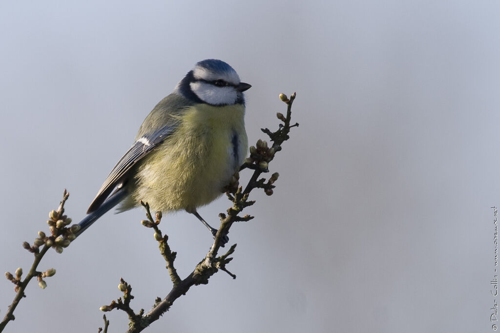 Mésange bleueadulte