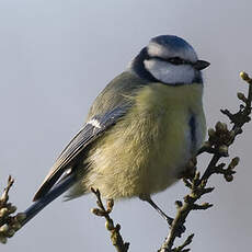 Mésange bleue