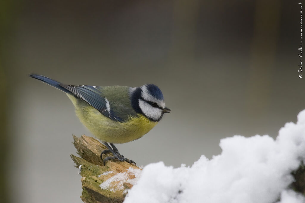 Eurasian Blue Titadult