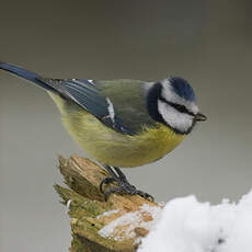 Eurasian Blue Tit