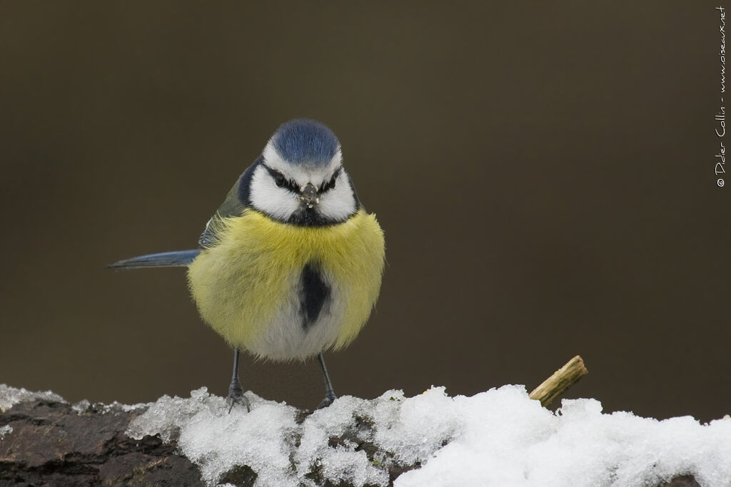 Eurasian Blue Titadult, identification, Behaviour