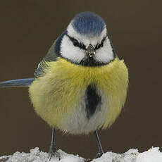 Mésange bleue