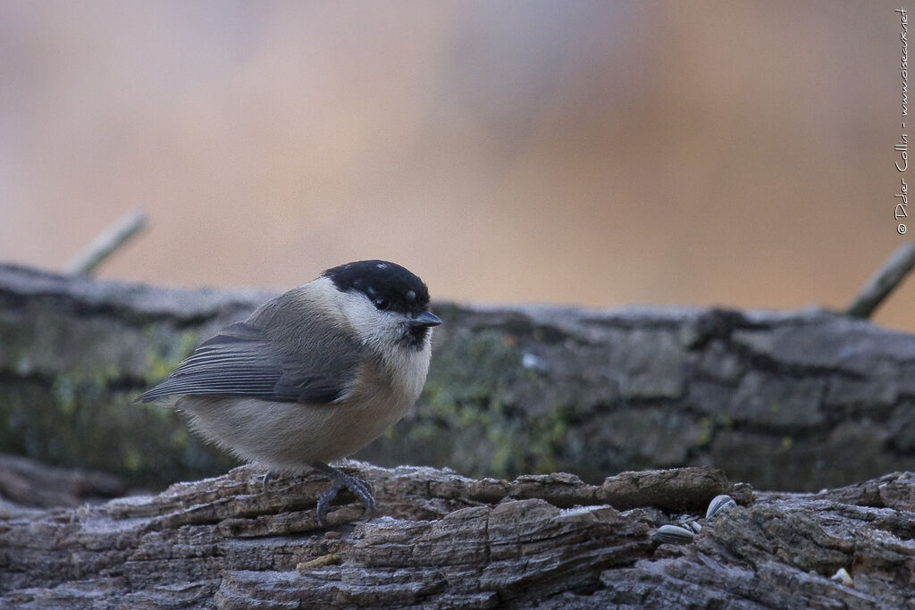 Willow Tit, identification