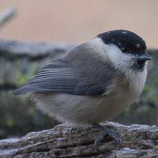 Willow Tit