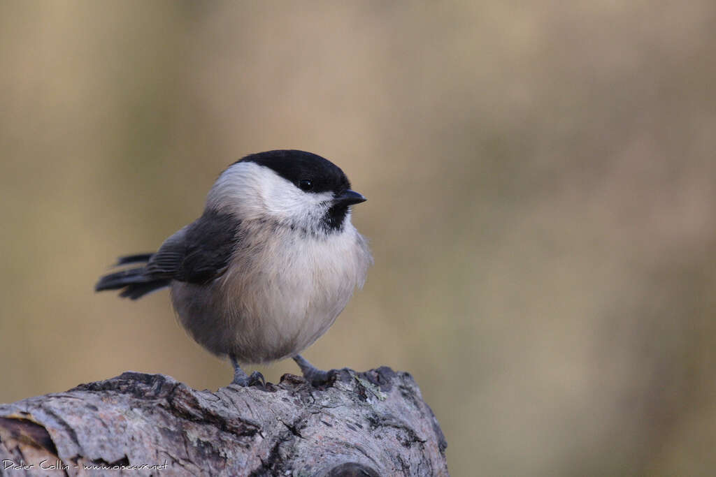 Mésange boréale1ère année, portrait