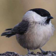 Willow Tit