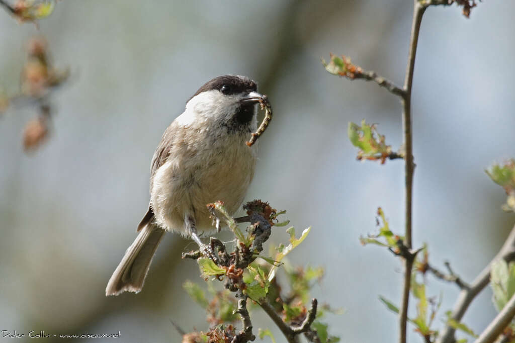 Willow Titadult, feeding habits, Reproduction-nesting