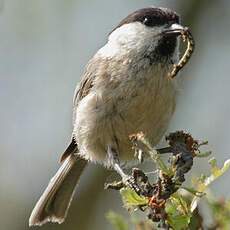 Willow Tit