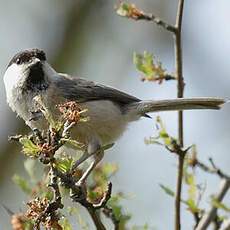 Mésange boréale