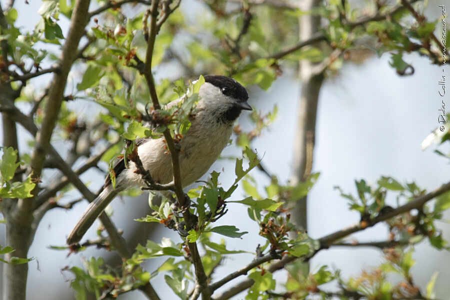 Willow Tit