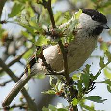 Mésange boréale