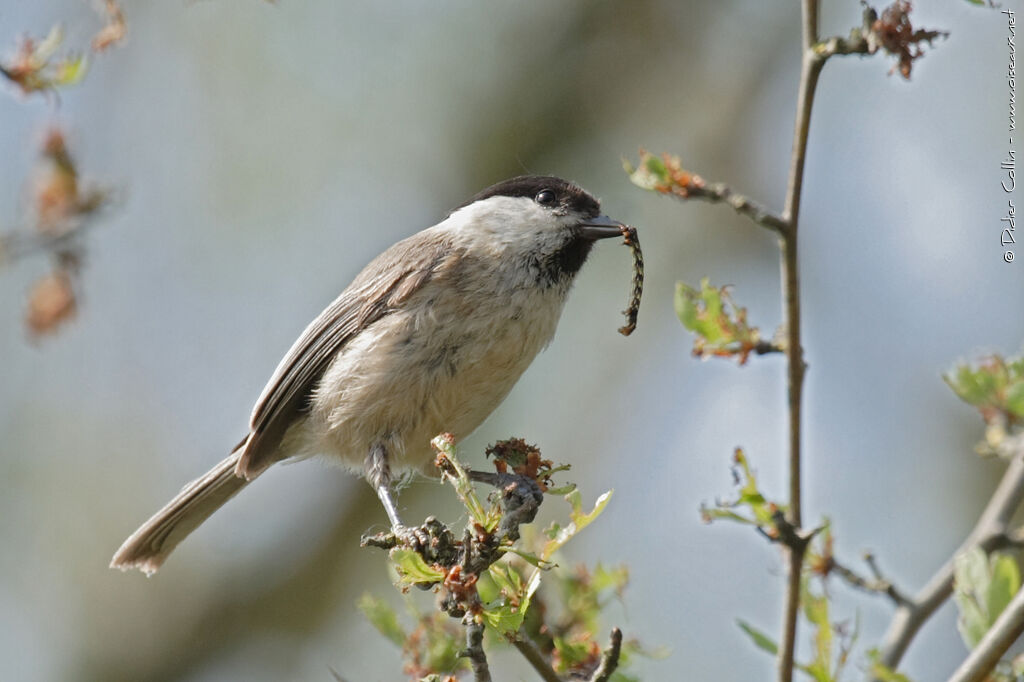 Willow Tit, feeding habits