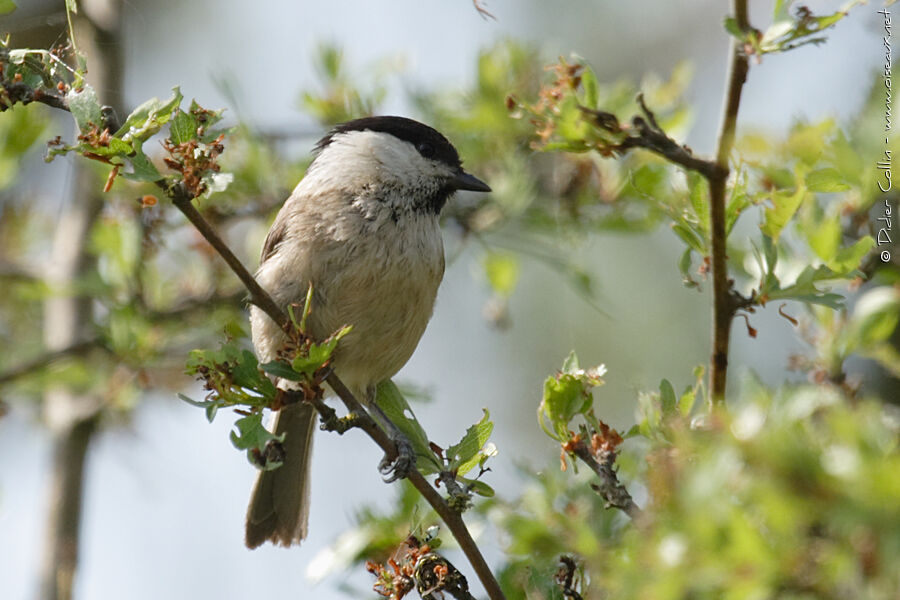 Mésange boréale