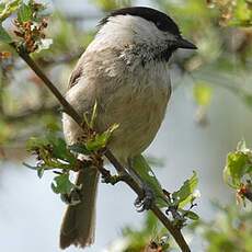 Willow Tit