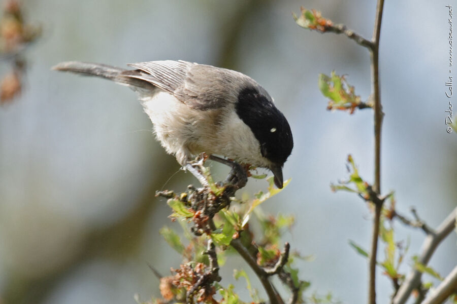 Mésange boréale