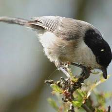 Willow Tit