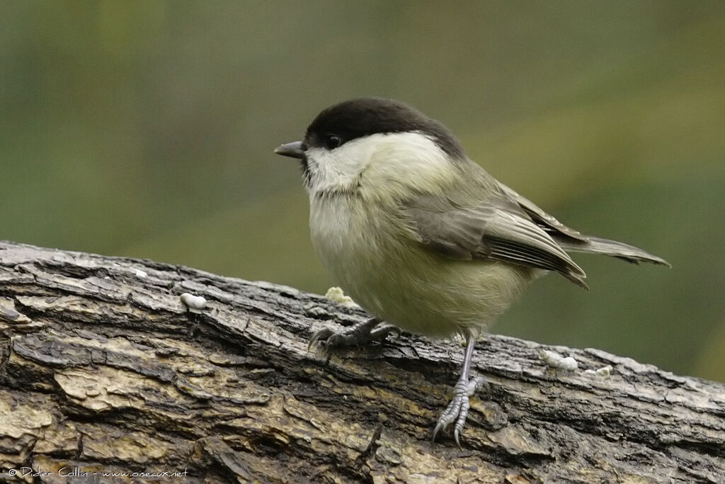 Willow Titadult, identification