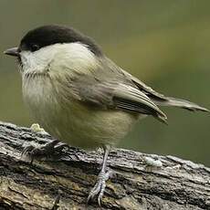 Willow Tit