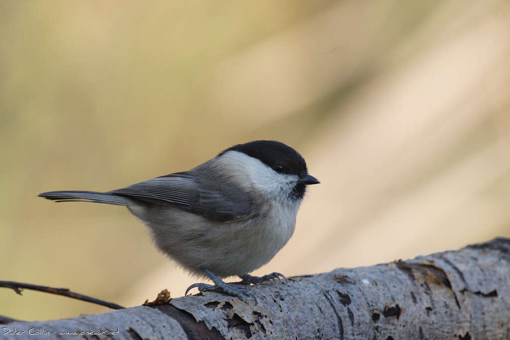 Willow Titadult post breeding, identification