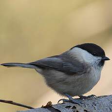 Willow Tit