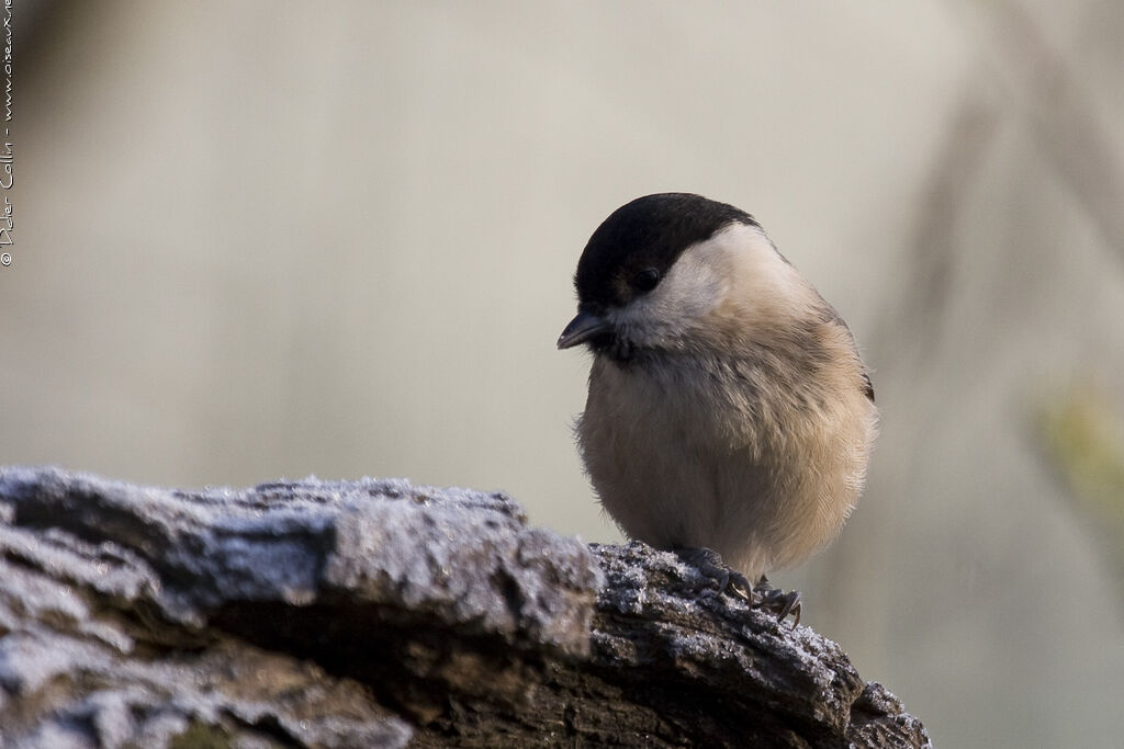 Willow Tit, identification