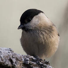 Willow Tit