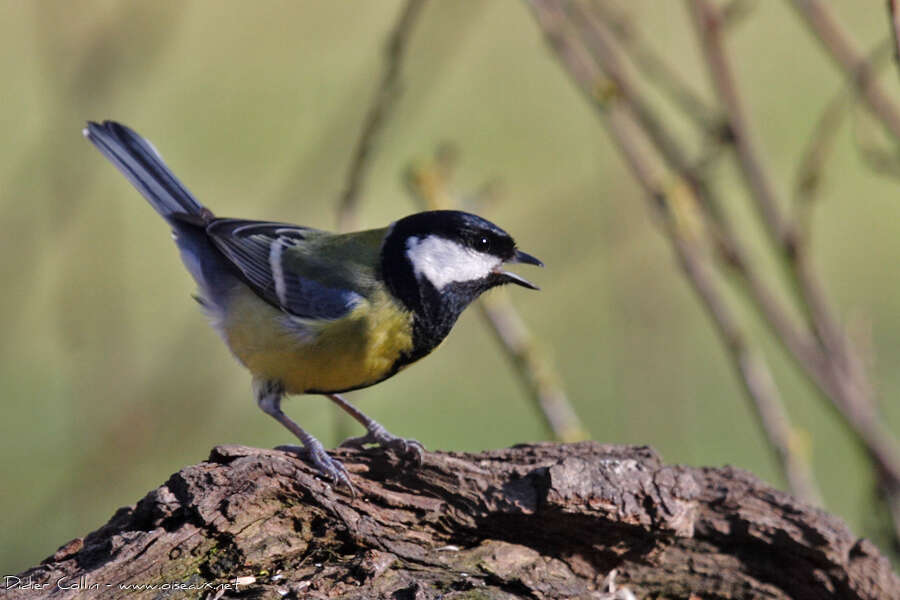 Mésange charbonnière, Comportement