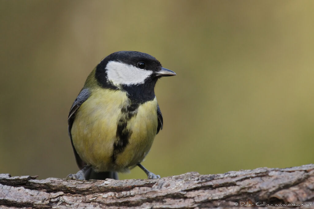 Mésange charbonnière