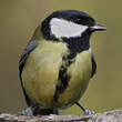 Mésange charbonnière