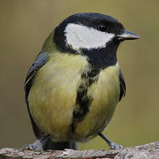 Great Tit