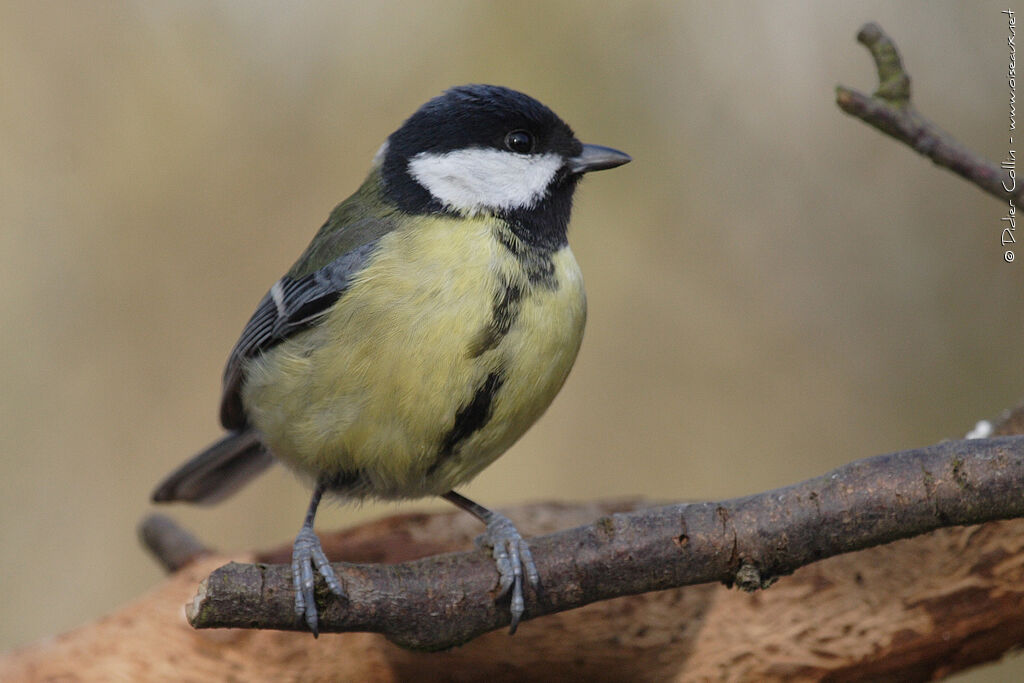 Mésange charbonnière femelle adulte