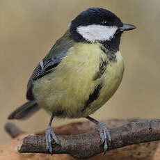 Great Tit