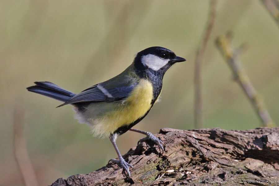 Mésange charbonnière, identification