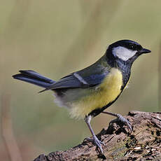 Great Tit