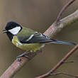 Mésange charbonnière