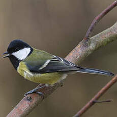 Mésange charbonnière