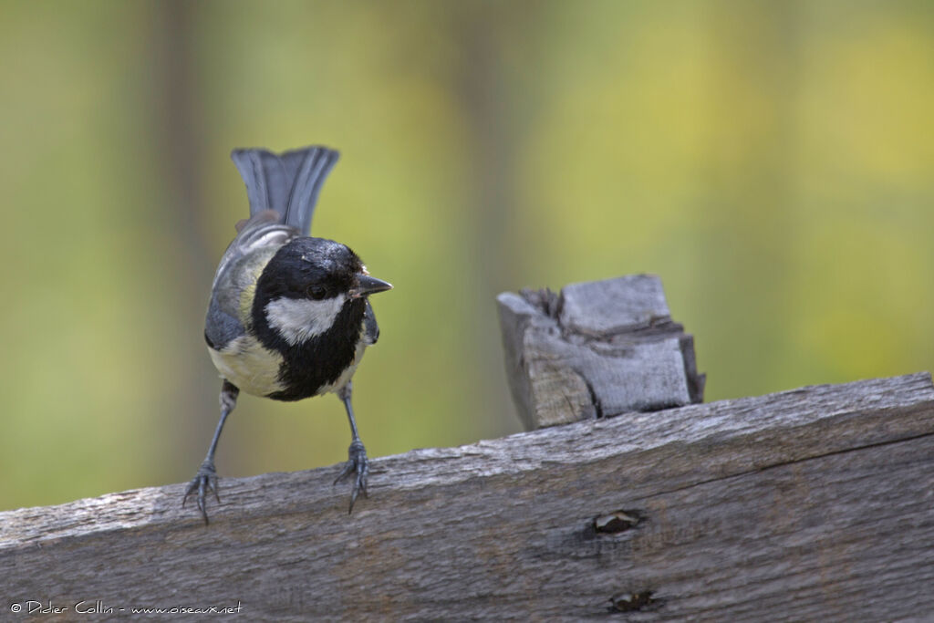 Mésange charbonnièreadulte