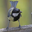 Mésange charbonnière