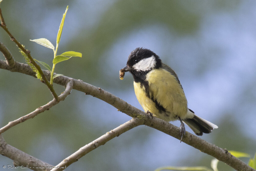 Mésange charbonnière, Nidification