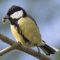 Great Tit