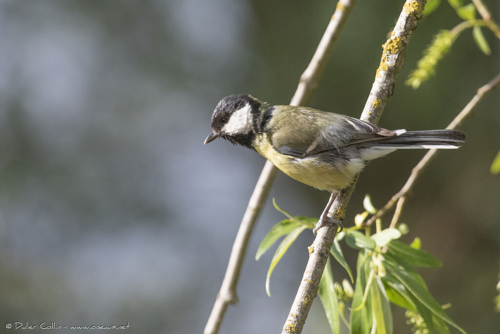 Mésange charbonnière