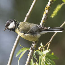 Great Tit