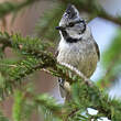 Mésange huppée